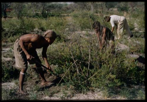 Ti!kay, ≠Toma, and Wilhelm Camm clearing a garden