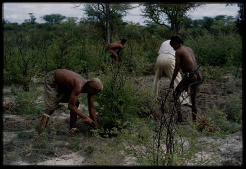 Four men, including Ti!kay, ≠Toma, and Wilhelm Camm, clearing a garden