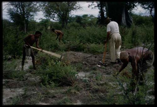 Four men, including Ti!kay, ≠Toma, and Wilhelm Camm, clearing a garden