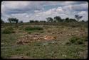 Dead cattle on the ground