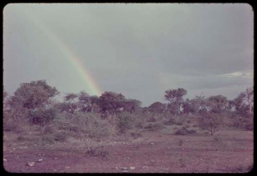 Trees and plants, with a rainbow in the sky