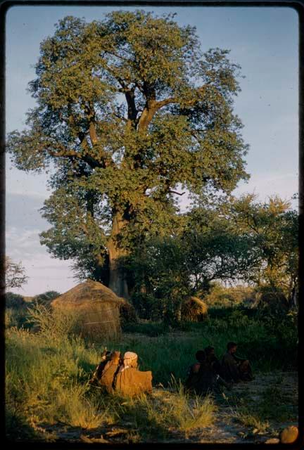 Group of people sitting watching a curing dance, with two huts and baobab trees in the background