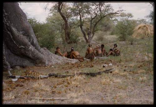 Distant view of ≠Toma's skerm, with a group of people, including Gao, gathered at the foot of baobab trees in the foreground