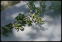 Tree branch with poison grubs, placed on a table