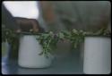 Tree branch across two enamel cups