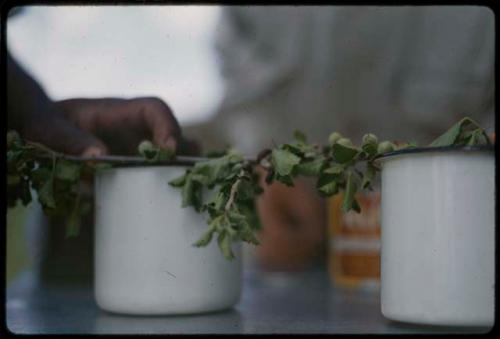 Tree branch across two enamel cups, with a person's hand touching it