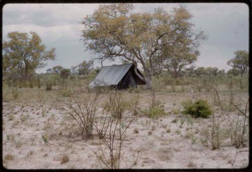 Tent under a tree