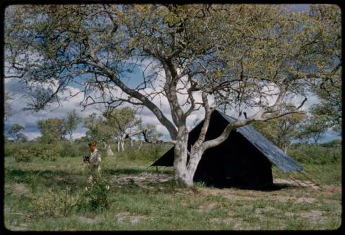 John Marshall walking away, with a blue tent under a  tree in the background