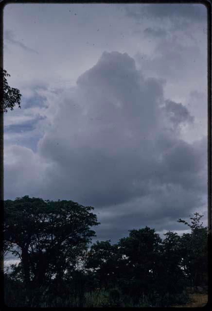 Trees with white clouds in the sky