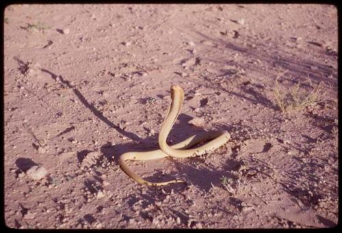 Cobra on the ground