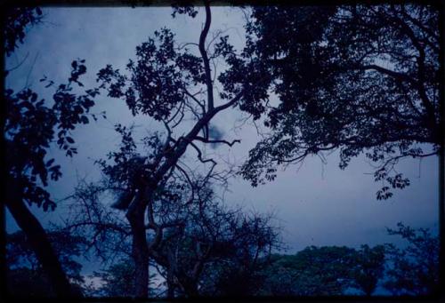 Trees and sky near !O