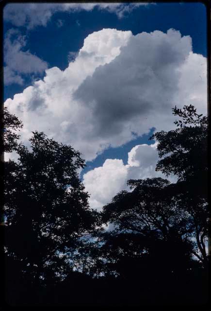 Trees, with blue sky and white clouds in the background