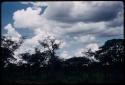 Trees, with blue sky and white clouds in the background