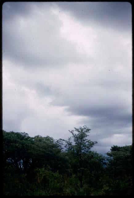 Trees with white cloudy sky