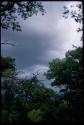 Grass and trees with cloudy sky