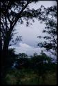 Grass and trees with cloudy sky