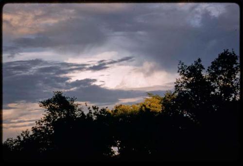 Trees with cloudy sky