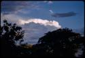 Trees with cloudy sky