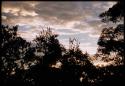 Trees with cloudy sky