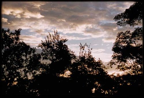 Trees with cloudy sky