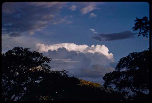 Trees with cloudy sky