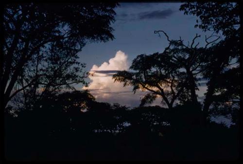 Trees with cloudy sky