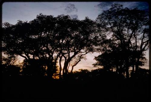 Trees and sky at sunset