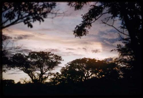 Purple clouds and trees