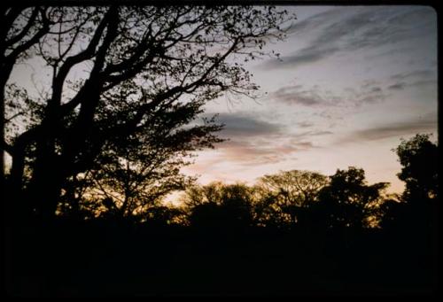 Trees with cloudy sky