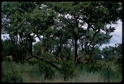 Grass and trees