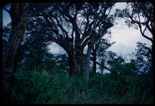 Grass and trees