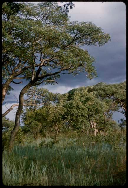 Grass and trees with cloudy sky