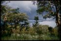 Grass and trees with cloudy sky