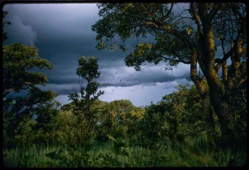 Grass and trees with cloudy sky