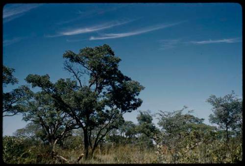 Flowering trees with blue sky