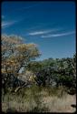 Flowering trees with blue sky