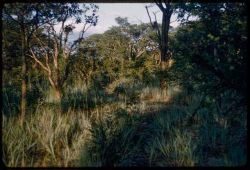 Trees and shrubs