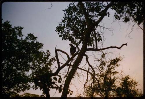 Birds on a tree branch, silhouetted against the sky