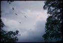 Birds flying in the sky, with trees