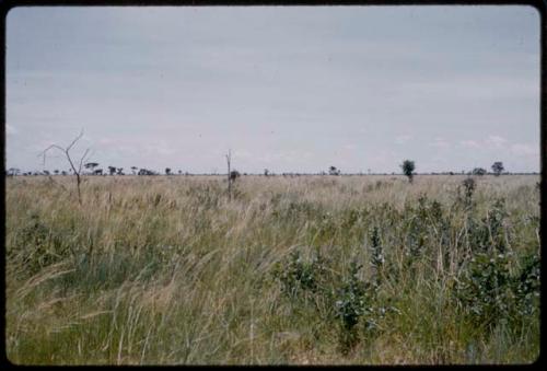 Distant view of ostriches