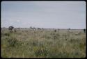 Distant view of ostriches