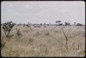 Distant view of ostriches