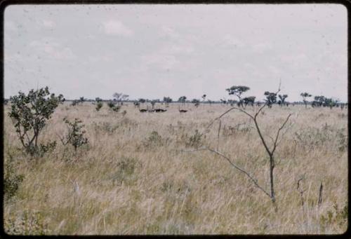 Distant view of ostriches