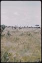 Distant view of ostriches