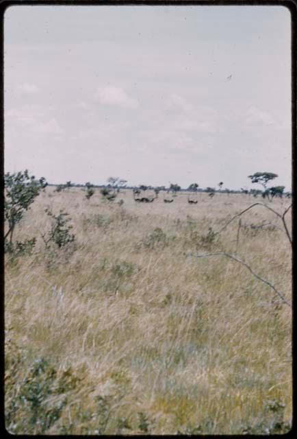 Distant view of ostriches