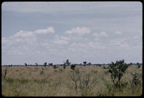 Distant view of ostriches