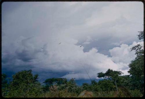 Cloudy sky, with tops of skerms and trees below