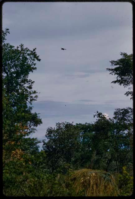 Top of skerm and trees, with a bird in the sky