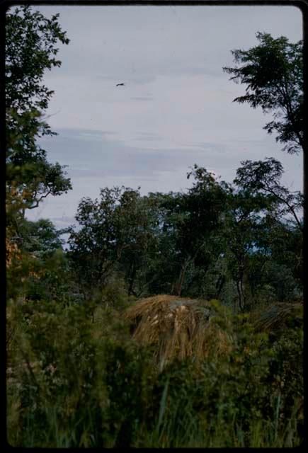 Top of skerm and trees, with a bird in the sky