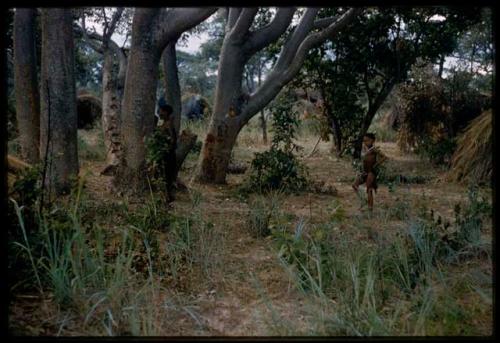 Man and a child walking through grove of trees, with skerms in the background